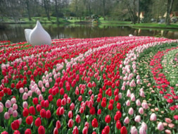 Keukenhof (23)